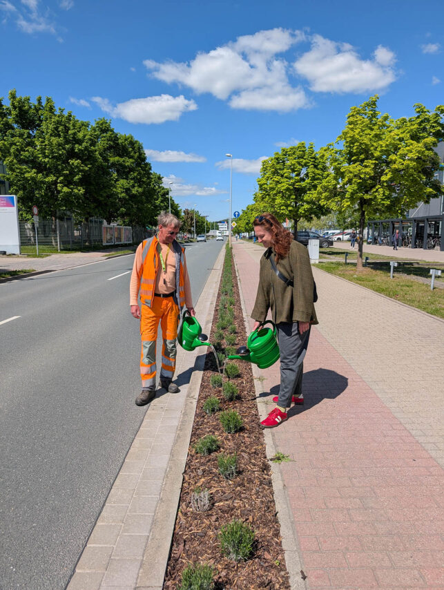 Duftender Farbtupfer für Göschwitz, Dezernentin Kathleen Lützkendorf unterstützt mit einem kräftigen Guss das Wachstum des Lavendels© Stadt Jena / Kai Ostermann