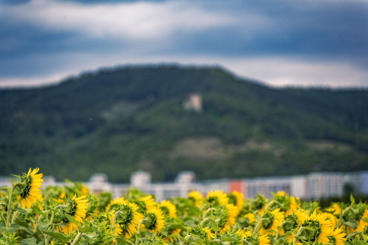 Finde Sonnenblumenfelder rund um Jena: Standorte wie Bucha, Maua & Hermsdorf, Blütezeit von Juli–September und Tipps für den perfekten Ausflug.